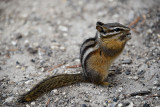 pStryker-yellowstone-lessor-chipmonk_9900.jpg