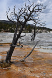 pStryker-yellowstone-mammoth-springs_0497.jpg