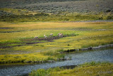 pStryker-yellowstone-prong-horn_0546.jpg