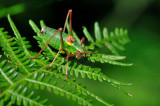  Barbitistes obtusus <br/> Sdalpen-Sbelschrecke