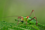  Barbitistes obtusus <br/> Sdalpen-Sbelschrecke