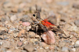 Acrotylus patruelis <br/> Schlanke Oedlandschrecke