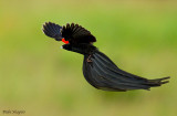 Long-tailed Widowbird