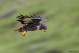 Jackal Buzzard