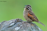 Cape Bunting