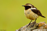 Buff-streaked Chat