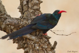 Green Woodhoopoe