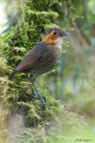 Rufous-faced Antpitta