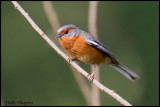 Rusty-browed Warbling-Finch (Poospiza erythrophrys)