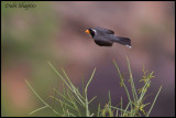 Golden-billed Saltator (Saltator aurantiirostris)
