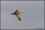 Puna Teal (Spatula puna)