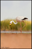 James's Flamingo (Phoenicoparrus jamesi)