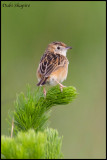 Wing-snapping Cisticola