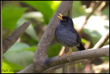 Andean Slaty Thrush (Turdus nigriceps)
