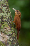 Lafresnaye’s Woodcreeper (Xiphorhynchus guttatoides)