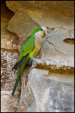 Cliff Parakeet (Myiopsitta luchsi)