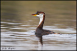 Titicaca Grebe
