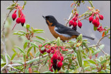 Black-throated Flowerpiercer (Diglossa brunneiventris)
