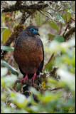 Sickle-winged Guan