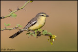 Greater Wagtail-tyrant (Stigmatura budytoides)