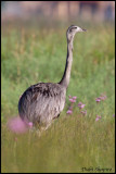 Greater Rhea (Rhea americana)