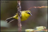 Superciliaried Hemispingus (Hemispingus superciliaris)