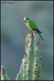 Cliff Parakeet (Myiopsitta luchsi)
