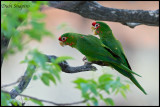 Mitred Parakeet (Aratinga mitrata)