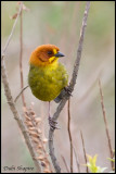 Fulvous-headed Brush-finch (Atlapetes fulviceps)
