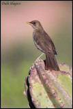 Creamy-bellied Thrush (Turdus amaurochalinus)