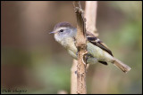 Tawny-rumped Tyrannulet (Phyllomyias uropygialis)