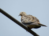 Mourning Dove