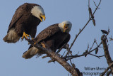 Eagle pair-2.jpg