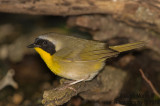 Common Yellowthroat Warbler-8093.jpg