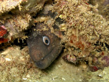 Mediterranean  Moray Eel