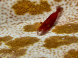 starfish shrimp  (Periclimenes Soror) on a Starfish (Choriaster granulatus)