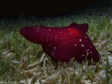 Sidegill slug - Pleurobranchus grandis