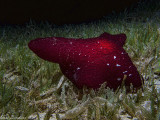 Sidegill slug  - Pleurobranchus grandis 