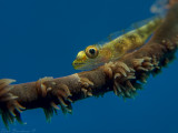 Whip Coral Goby