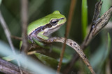 A tree frog