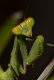 praying mantis nymph