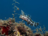 Floral Blenny