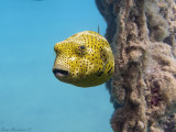 Giant Puffer - Arothron stellatus