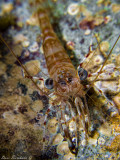 Green-eyed dancing shrimp (Cinetorhynchus reticulatus)