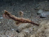 Delicate ghostpipefish   Solenostemus leptosoma  ?
