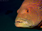IMG_7985 copy.jpg