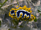 Phyllidiidae