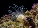 Sea Anemone - Alicia pretiosa