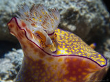 Ceratosoma tenue with an Emperor shrimp