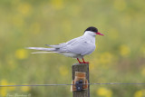 Arctic Tern